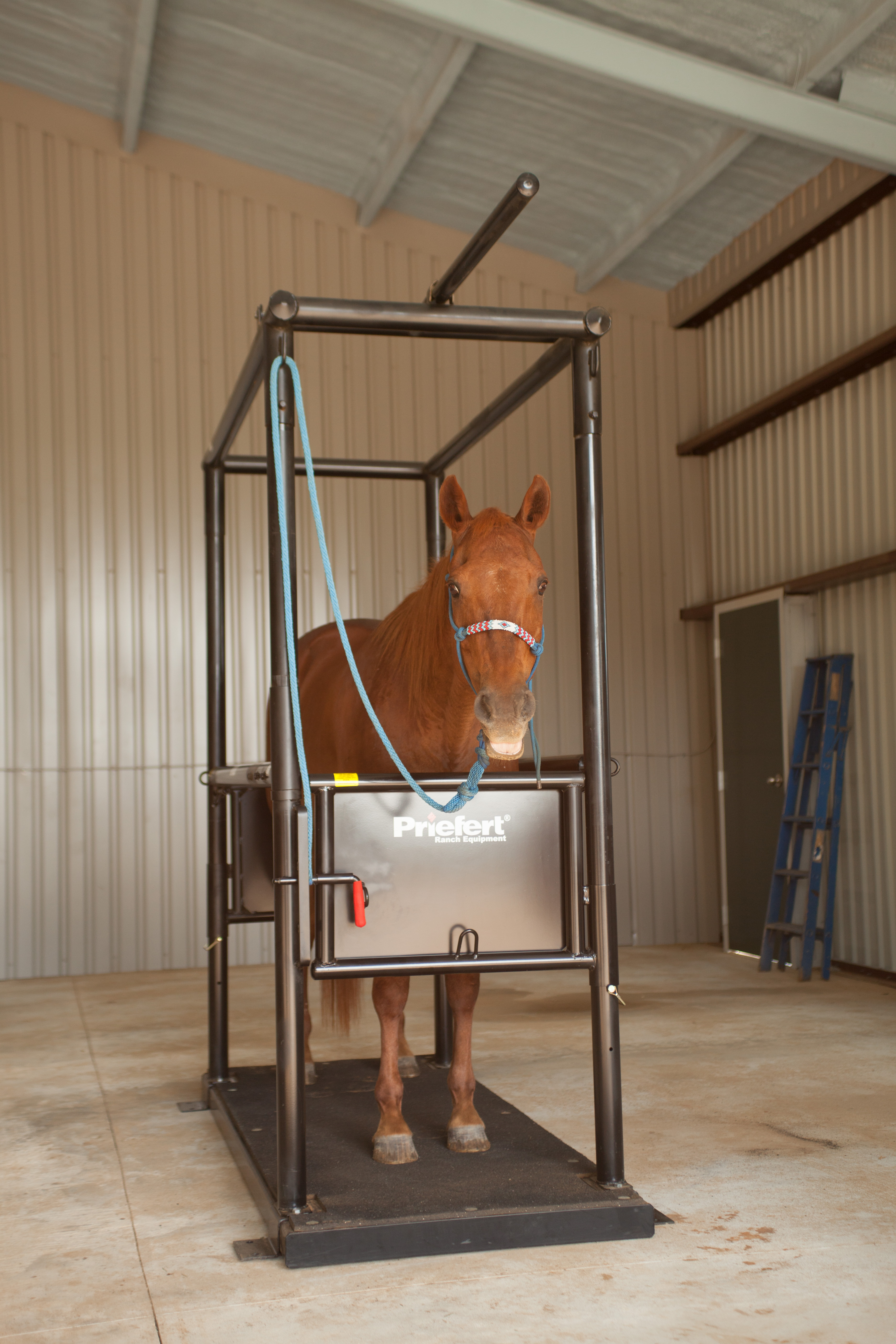 HS HorseStock Bynum 10.jpg